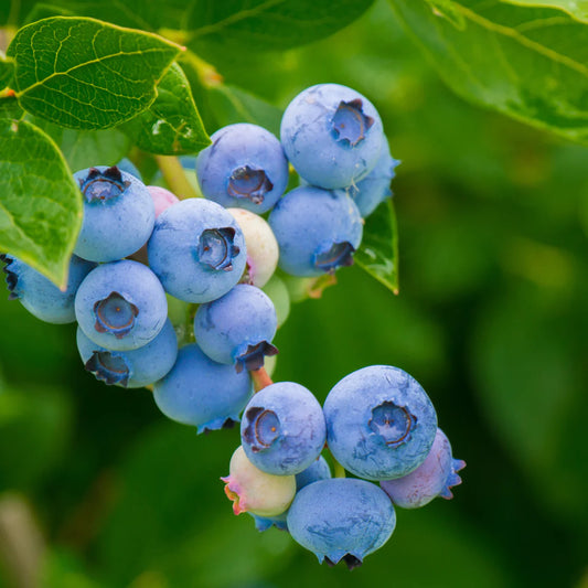 Vaccinium corymbosum 'Northcountry' (biologique)