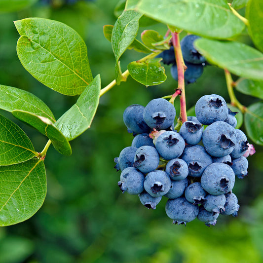 Vaccinium corymbosum 'Bluecrop' (biologique)