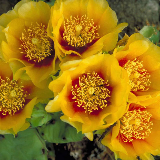 Opuntia humifusa (0. compressa)