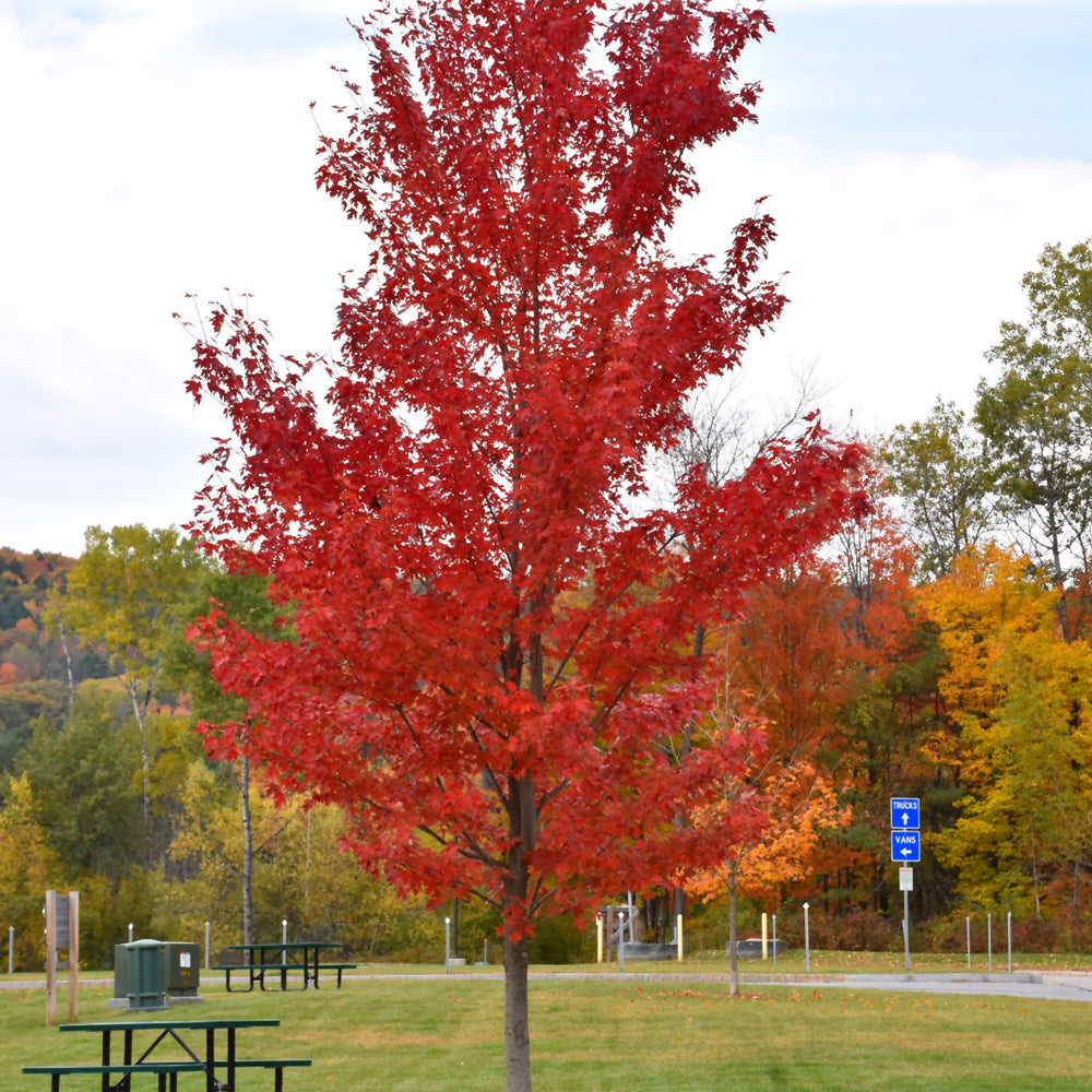 Acer freemani 'Autumn Fantasy'
