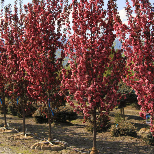 Malus 'Gladiator'