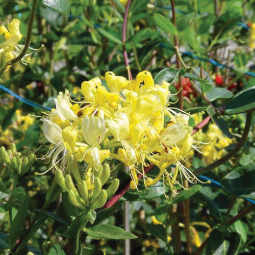 Lonicera 'Scentsation'