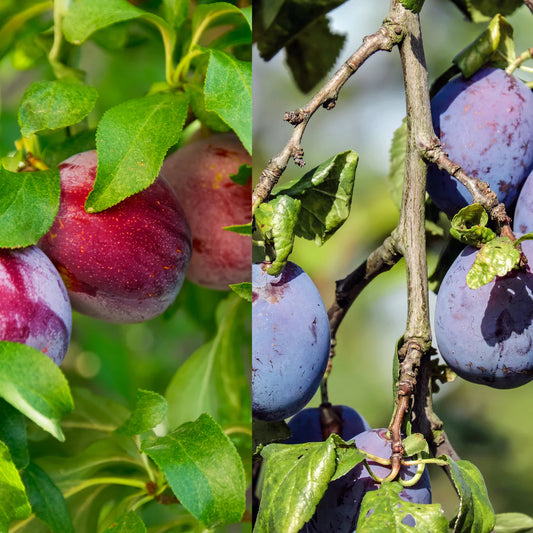 Prunus domestica 4 dans 1