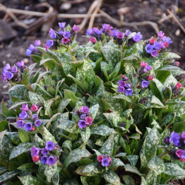 Pulmonaria 'Spot On'