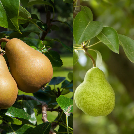 Pyrus communis 4 dans 1