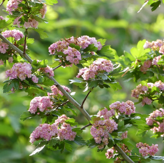 Crataegus X mordenensis 'Toba'