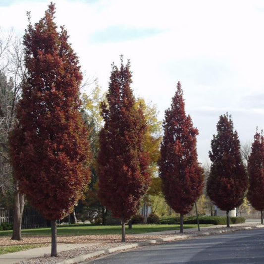 Quercus robur 'Crimson Spire' (colonnaire)