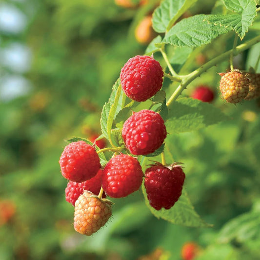 Rubus idaeus 'Prelude' (biologique)