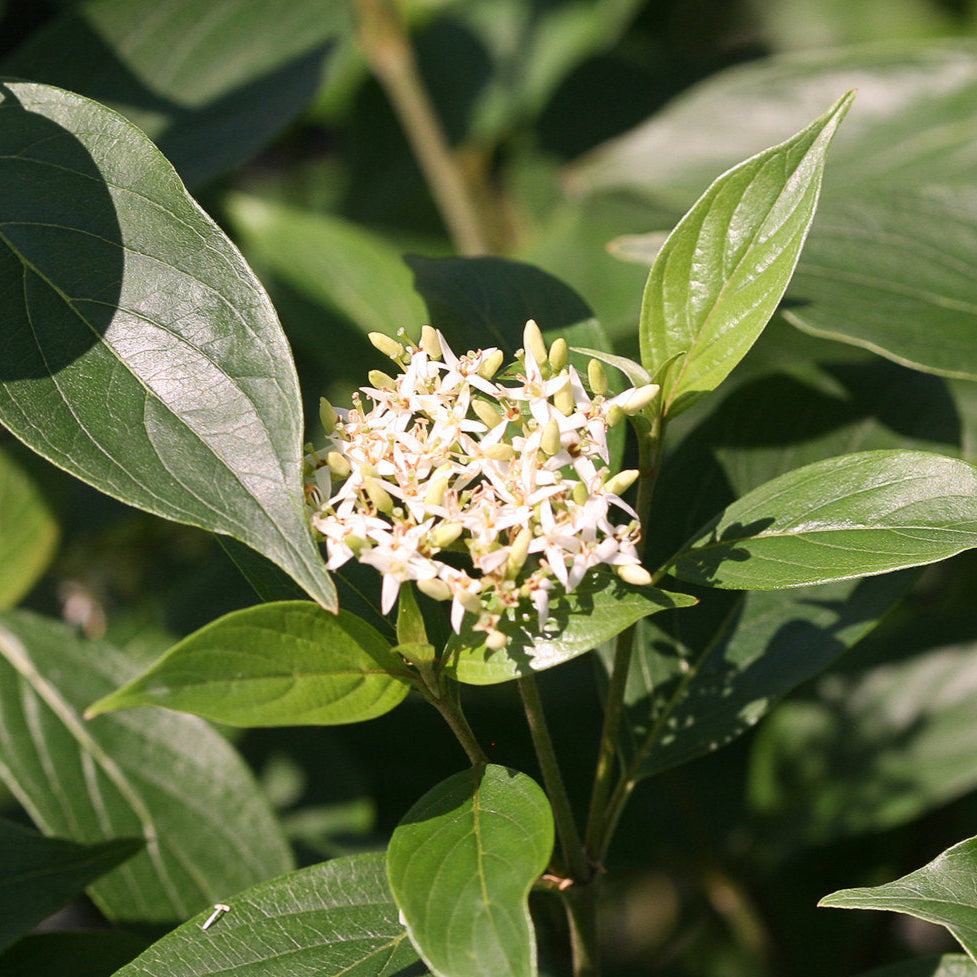 Cornus obliqua 'Red Rover'