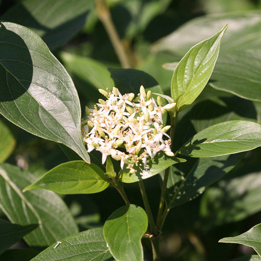 Cornus obliqua 'Red Rover'