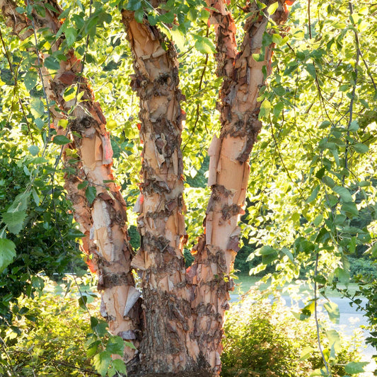 Betula nigra 'Heritage' (talle/multi-troncs)