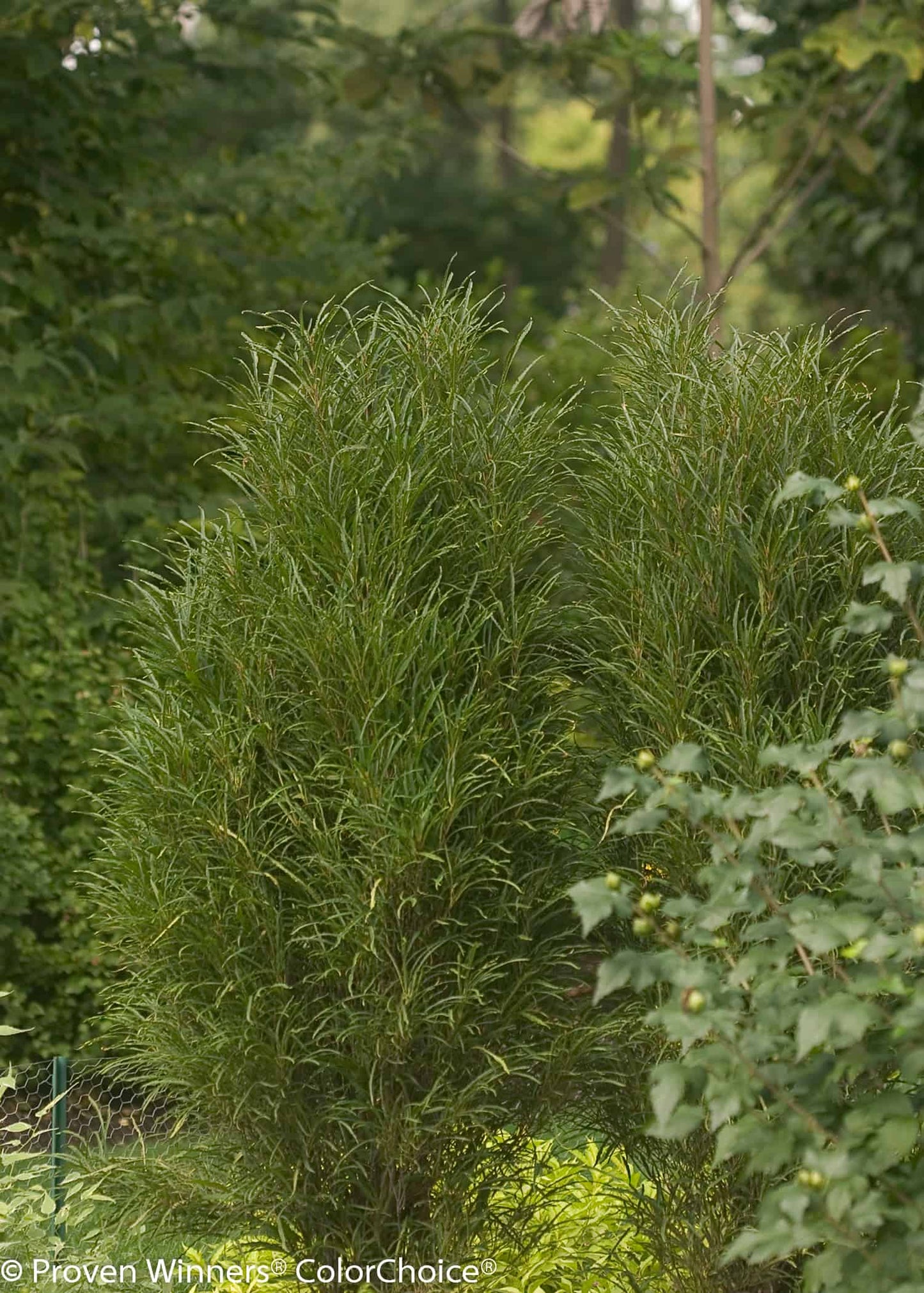 Rhamnus frangula 'Straight Line'