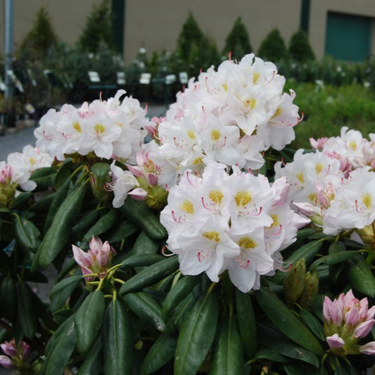 Rhododendron 'Catawbiense Album'