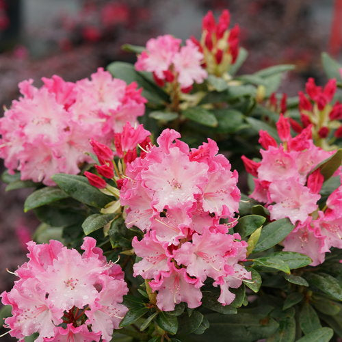 Rhododendron 'Dandy Man Color Wheel'