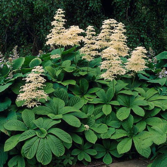 Rodgersia aesculifolia