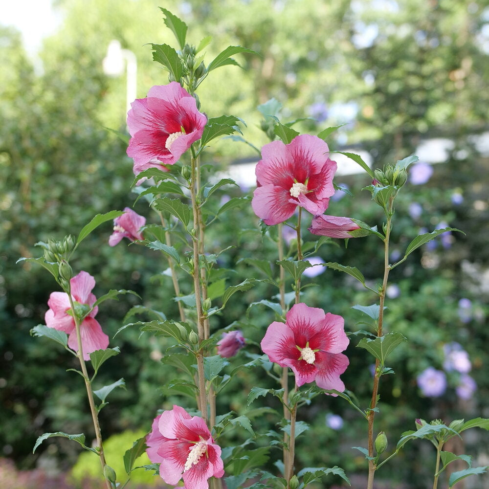 Hibiscus syriacus 'Red Pillar'