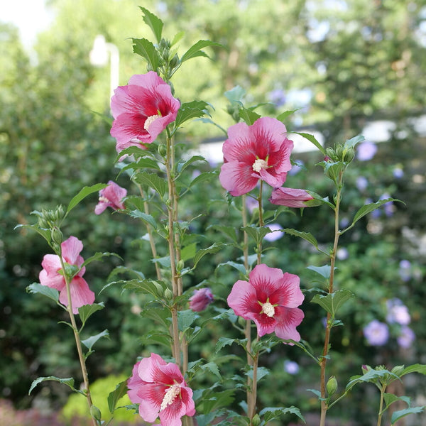 Hibiscus syriacus 'Red Pillar'