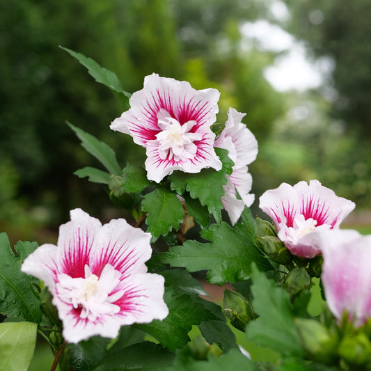 Hibiscus syriacus 'Starblast Chiffon'