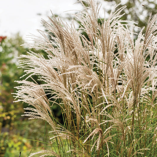 Miscanthus sinensis 'Kleine Fontaine'