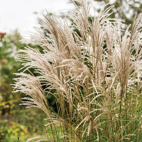 Miscanthus sinensis 'Kleine Fontaine'