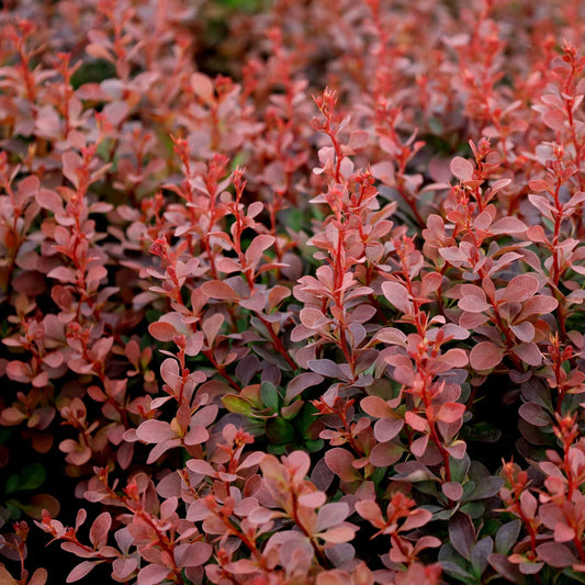 Berberis thunbergii 'Royal Burgundy' ('Gentry')