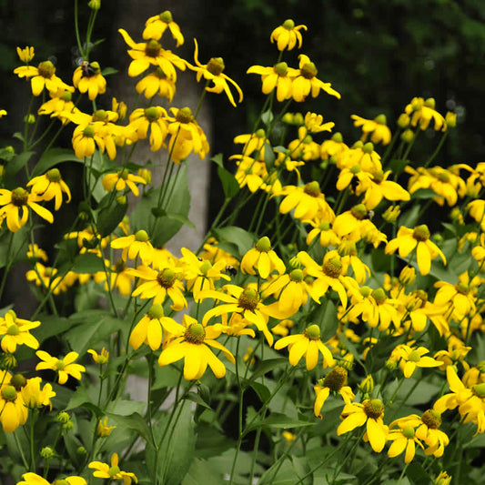 Rudbeckia nitida 'Herbstsonne'