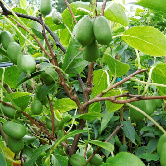 Actinidia arguta 'Issai'(biologique)