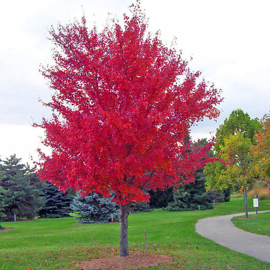 Acer rubrum