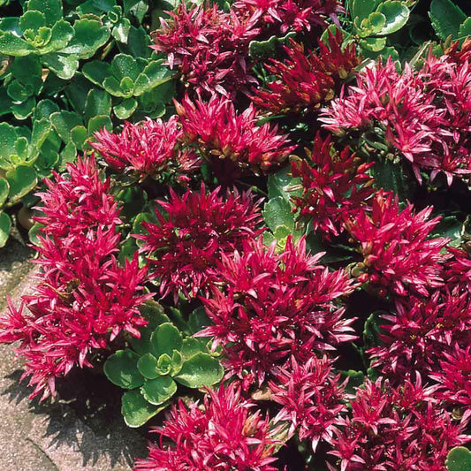 Sedum spurium 'Summer Glory'