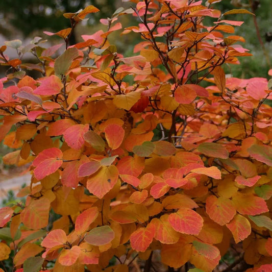 Aronia melanocarpa 'Autumn Magic'
