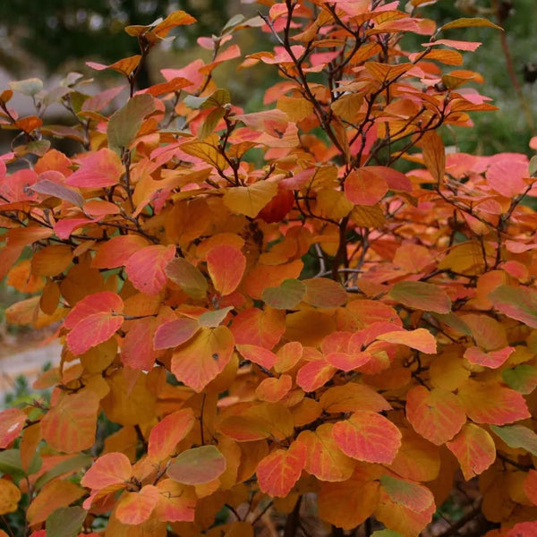 Aronia melanocarpa 'Autumn Magic'