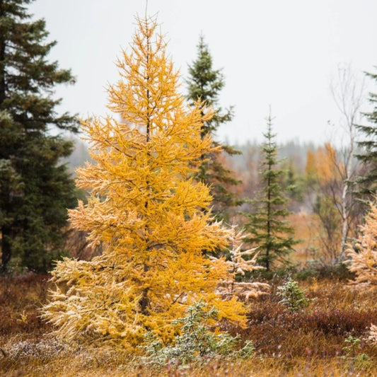 Larix laricina