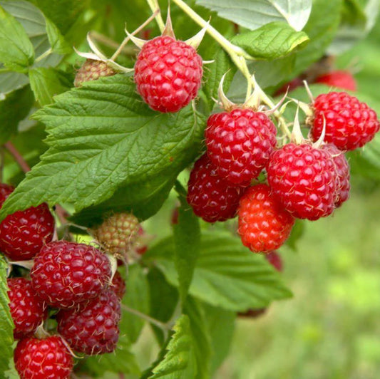 Rubus idaeus 'Madawaska' (biologique)