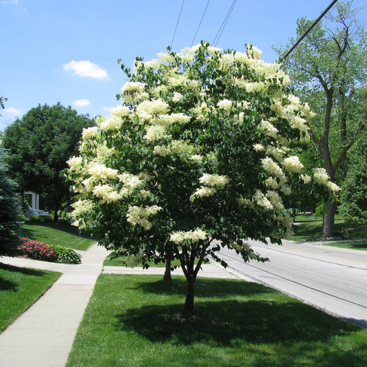 Syringa reticulata 'Ivory Silk'
