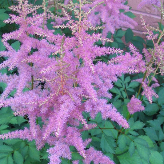 Astilbe 'Amethyst'