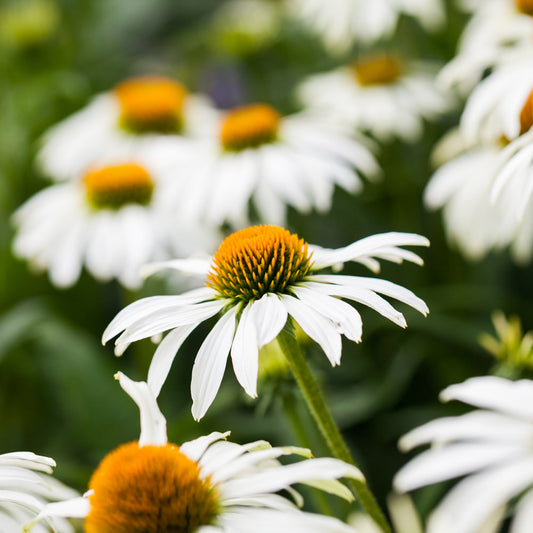 Echinacea purpurea 'Alba'
