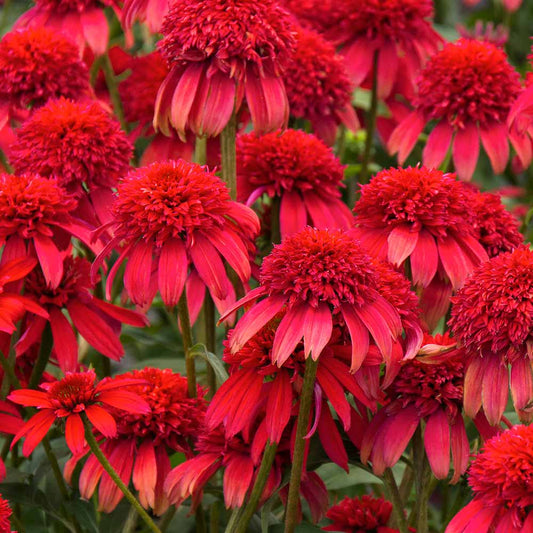 Echinacea Double Scoop 'Cranberry'