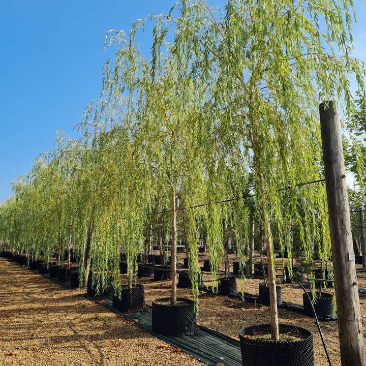 Salix tristis alba - Saule pleureur