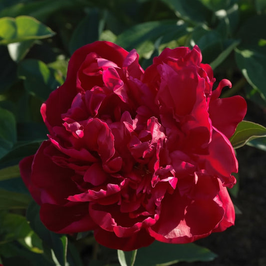 Paeonia lactiflora 'Sang Gaulois'