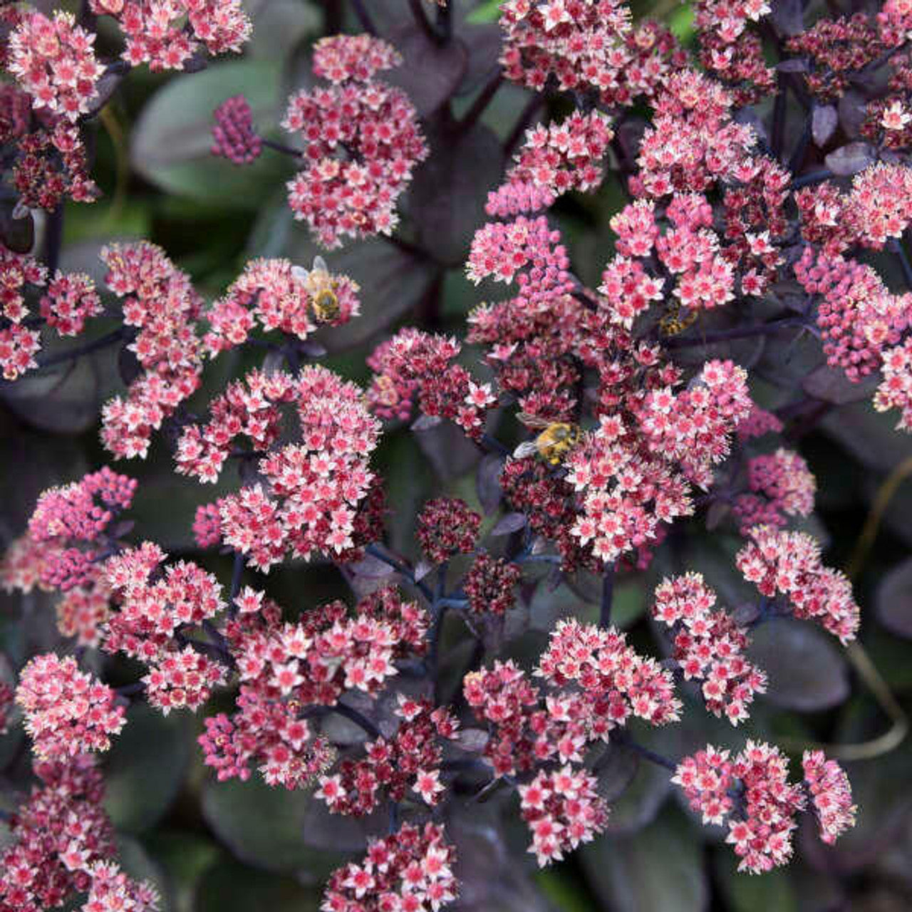Sedum 'Back in Black'