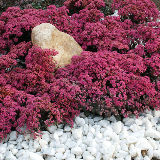 Sedum 'Dazzleberry'