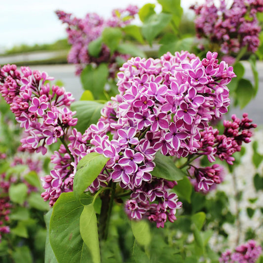 Syringa vulgaris 'Sensation'
