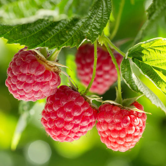 Rubus idaeus 'Nova' (biologique)