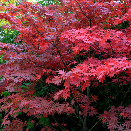 Acer palmatum 'Bloodgood'