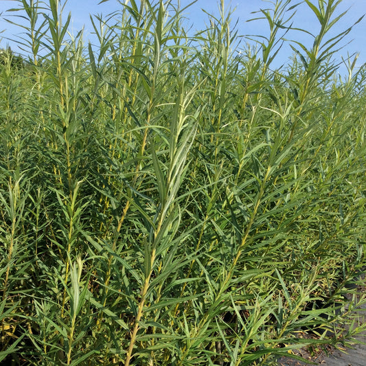 Salix viminalis