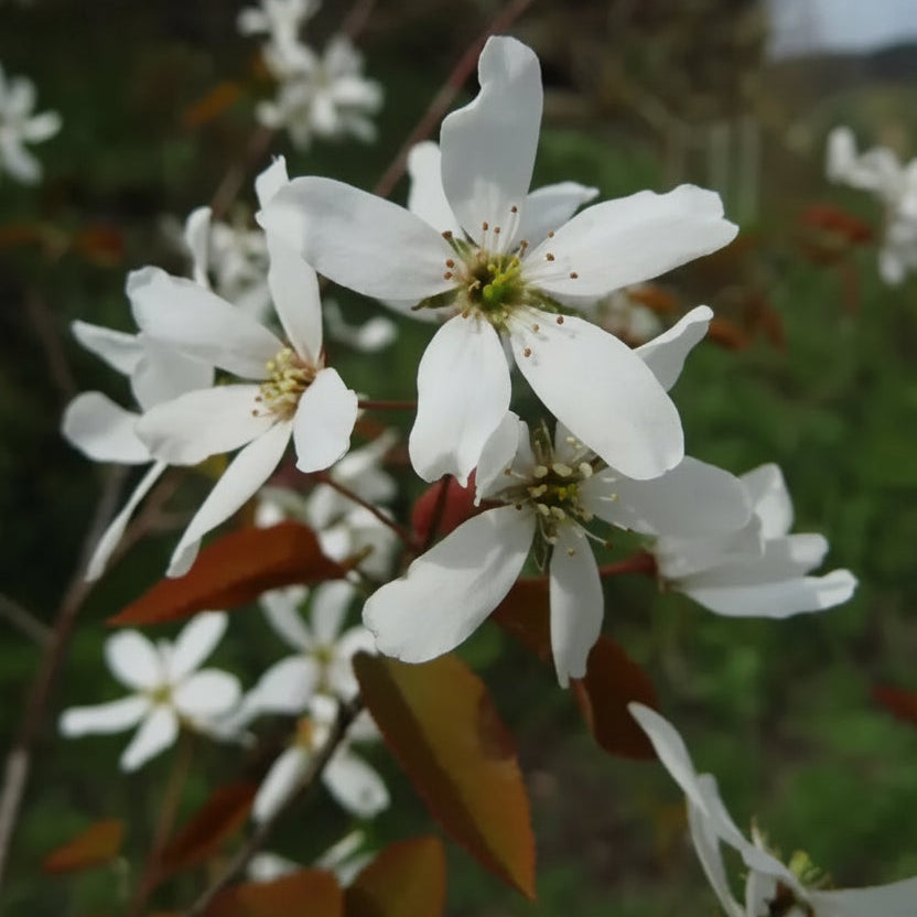 Amelanchier laevis 'Snowflake'
