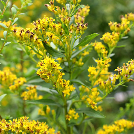 Solidago shortii 'Solar Cascade'