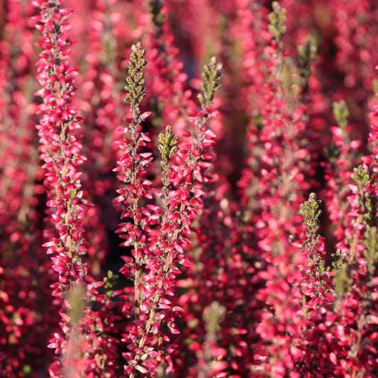 Calluna vulgaris 'Athene'