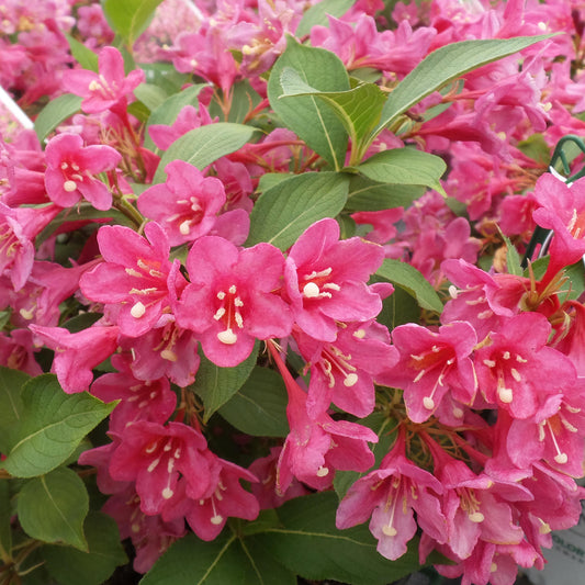 Weigela florida 'Sonic Bloom Wine'