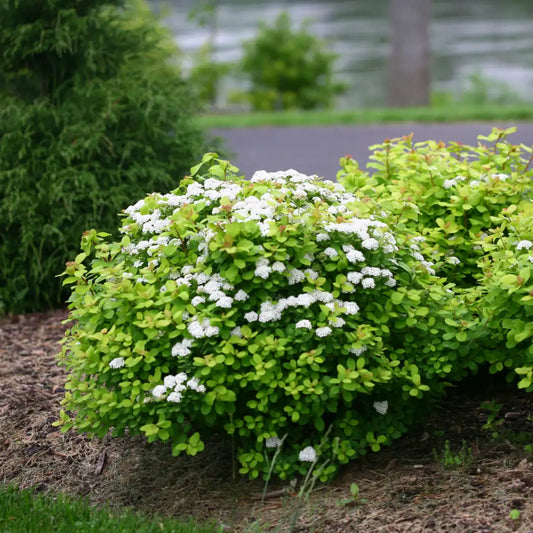 Spiraea betulifolia 'Glow Girl'